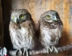 关于衱/牨鸺_